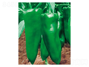 �����-�����N��-ʒ�·N�I(y��)