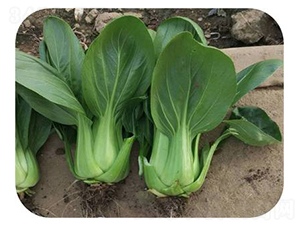 �A�G-�๣�˷N��-����N��