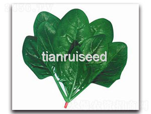 ʢ�����h-���˷N��-����N��