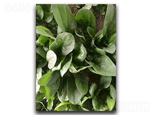 ʢ������-���˷N��-����N��