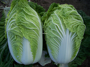 ��(j��ng)��-�ײ˷N��-����N��