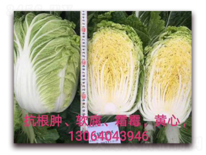 �����-�ײ˷N��-����N��