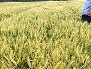 �r(n��ng)��126-С���N��-���r(n��ng)���S