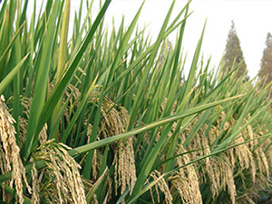 e���S��(y��u)11���s���i����-ˮ���N��-���r(n��ng)���S