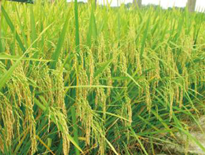 ���Ƀ�(y��u)1̖���s���i����-ˮ���N��-���r(n��ng)���S