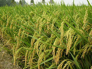 �Ͻ�8̖(h��o)���s���i����-ˮ���N��-���r(n��ng)���S