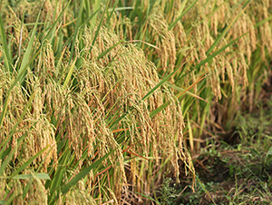 ��(chu��ng)�Ƀ�(y��u)276-ˮ���N��-���r(n��ng)���S