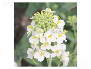 ����һ̖(h��o)-�Ͳ˷N��-�ݺͷN�I(y��)