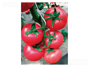 �P¡-���ѷN��-��(y��u)���r(n��ng)�I(y��)