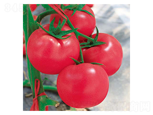 ؐ��-���ѷN��-��(y��u)���r(n��ng)�I(y��)