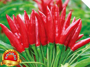 ����-�����N��-��(y��u)���r(n��ng)�I(y��)