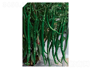 ī��-�����N��-��(y��u)���r(n��ng)�I(y��)