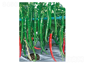 �n��-�����N��-��(y��u)���r(n��ng)�I(y��)