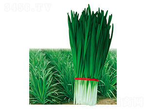 ����998-�²˷N��-ƽ�S�N�I(y��)