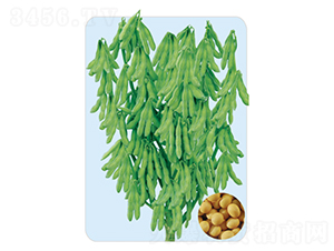 ����6-�󶹷N��-���S�N�I(y��)