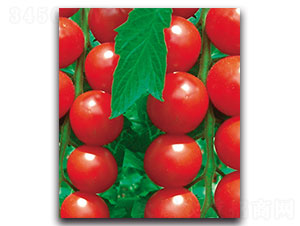 ���Ҽt-���ѷN��-���ʵ�