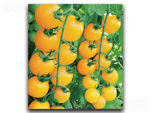 ��N�����ҷ���F1��-���ѷN��-���ʵ�