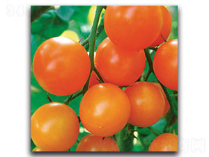 ���-���ѷN��-���ʵ�