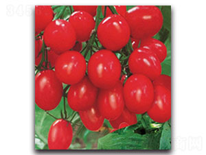 ���\�̋�-���ѷN��-���ʵ�