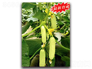 ����-�S�ϷN��-���ʵ�