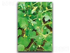 ��ͯ-�S�ϷN��-���ʵ�