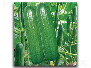 ��Խ-�S�ϷN��-���ʵ�