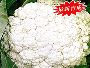 ����80��-��Ҭ�˷N��-���ʵ�