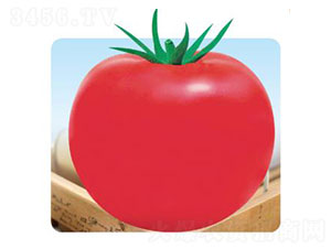 ����-���ѷN��-�ȃ�(y��u)�_