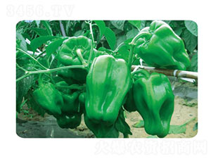 �齷JF-11-�����N��-�ȃ�(y��u)�_(d��)