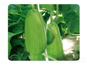 �ȃ�(y��u)����-�����J�N��-�ȃ�(y��u)�_