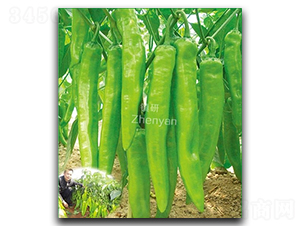 �(zh��n)�лʵ�-�⽷�N��-�(zh��n)�зN�I(y��)