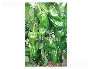 �K����̖-�ݽ��N��-�(zh��n)�зN�I(y��)