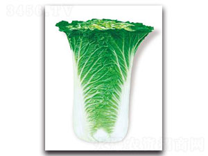 �ȃ�(y��u)76-�ײ˷N��-�ȃ�(y��u)�_(d��)