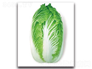 �ȃ�(y��u)33-�ײ˷N��-�ȃ�(y��u)�_(d��)