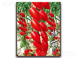 ����F1-���ѷN��-�ȃ�(y��u)�_