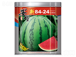 ��8424-���ϷN��-����