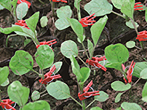 �p��һ̖-��ľ�N��-�p�ǷN�I(y��)