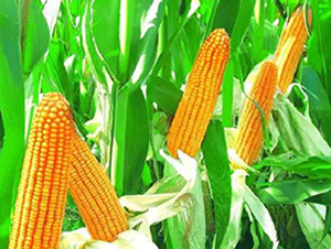 ����8̖(h��o)-���׷N��-���ǷN�I(y��)