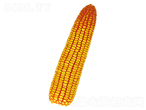 ԣ�S105-���׷N��-ԣ�S�N�I(y��)