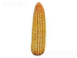 ���S615-���׷N��-ԣ�S�N�I(y��)