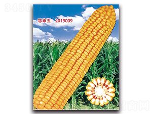 �Ǻ�679-���׷N��-���^�B