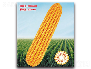 �Ǻ�9̖-���׷N��-���^�B