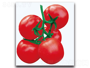 ��������-���ѷN��-�F(xi��n)������