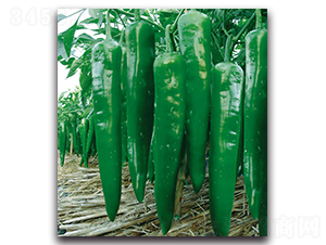 �¸��ཷ������-�����N��-�F(xi��n)������