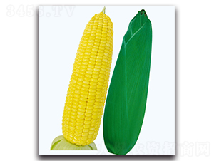 ���S6̖(h��o)����-�����׷N��-�F(xi��n)������