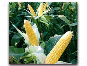 �fŴ168-Ŵ���׷N��-�A��N�I(y��)