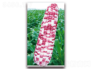 �f��Ŵ��̖-Ŵ���׷N��-�A��N�I(y��)