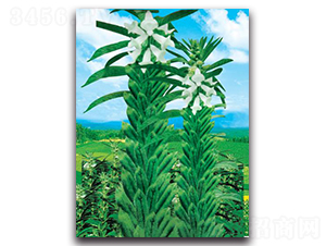 �߮a(ch��n)��֥��-֥��N��-���ܷN�I(y��)