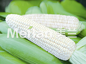 �������Ŵ13̖(h��o)-��Ŵ���׷N��-�G��