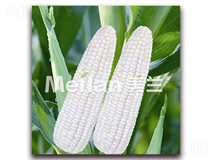 �������Ŵ3̖(h��o)-��Ŵ���׷N��-�G��